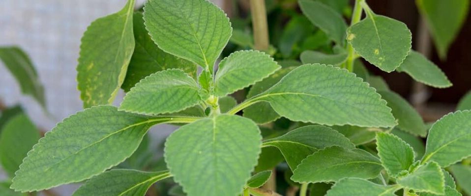 Hoja de Boldo (kg)